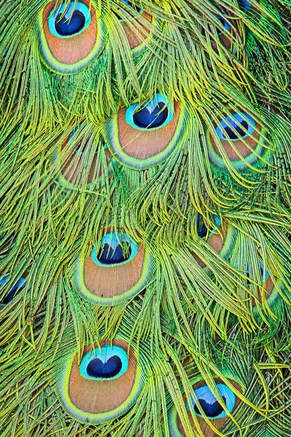 Comment fixer une plume dans les cheveux?