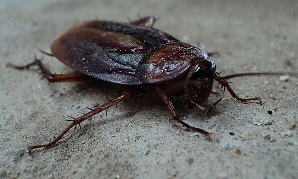Les meilleures sociétés de traitement d'insecte de bois en 2023